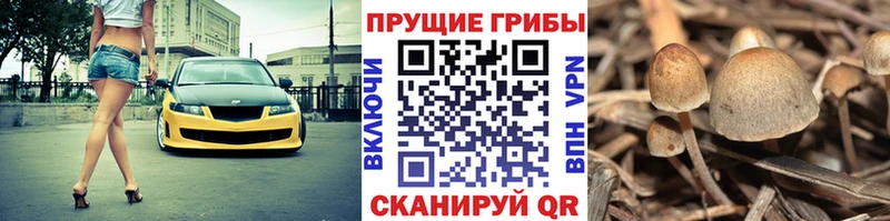 сколько стоит Киселёвск Галлюциногенные грибы прущие грибы